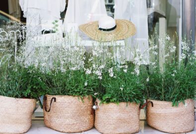 white petaled flowers on pots