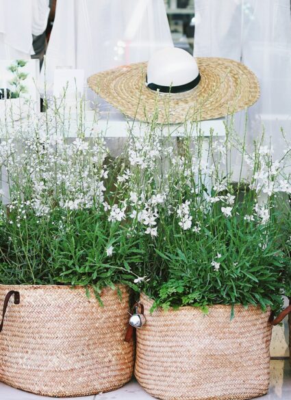 white petaled flowers on pots
